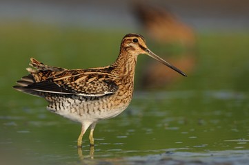 Common Snipe - Gallinago gallinago wader feeding in the green water, lake