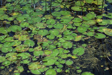 Water plants