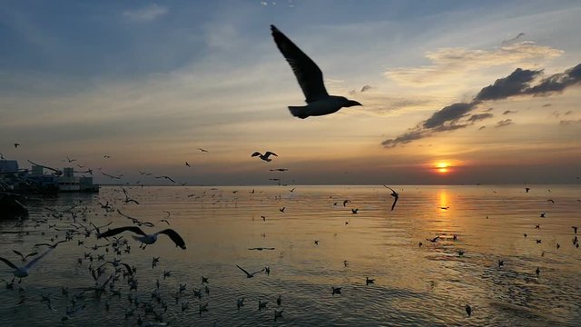 Slow Motion Seagulls Flying Above Sea At Sunset. 
