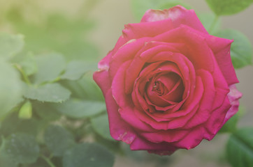 Red rose background blurred