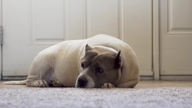 dog, pit, pitbull, bulldog