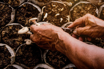 Harvesting Organic mushrooms. Healthy food Fresh mushrooms cultivation growing in farmers.