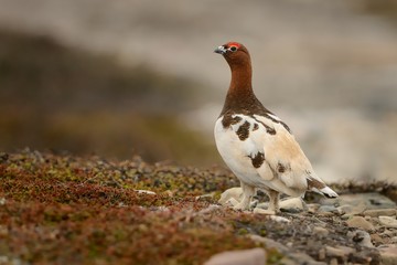 Willow Ptarmigan - Lagopus lagopus