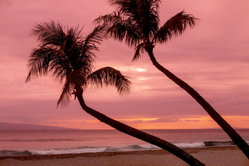 Palm Trees Silhouetted in a  Maui Sunset