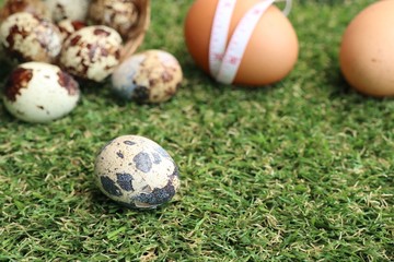 Quail eggs on artificial grass