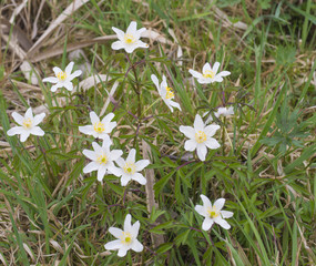 Bunch of white wood anemone flower(Anemone nemorosa) in grass, selective focus, spring floral background