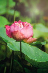 Lotus Flower Queen of the Tropical.lotus flower in the garden.