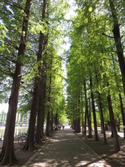 別所沼公園の木々と並木道
