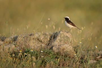 Pied Wheatear - Oenanthe pleschanka