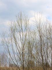 tops of trees against the sky