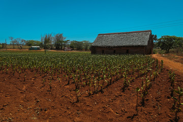 Un puro para usted ?