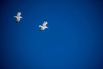 Vögel