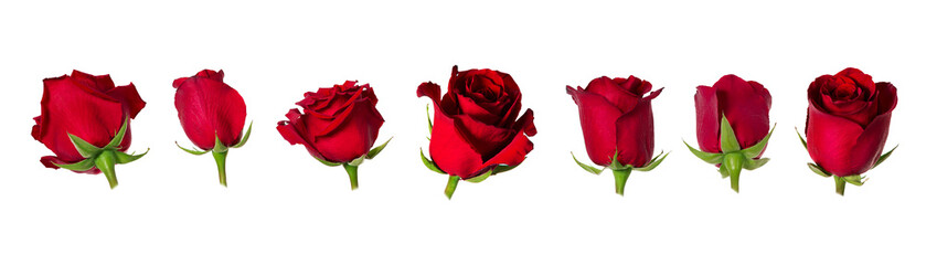 Set of seven beautiful red rose flowerheads with sepals isolated on white background. - 204105108