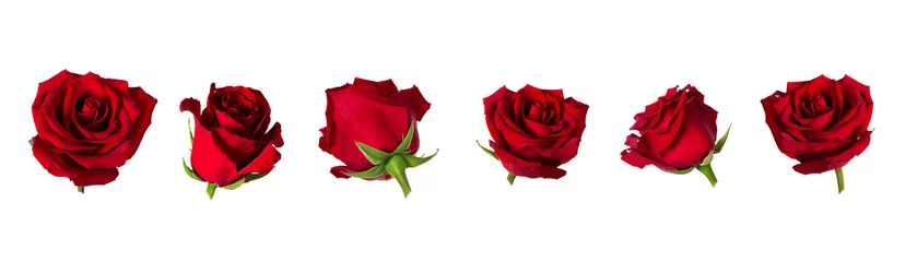 Foto op Canvas Set of six beautiful red rose flowerheads with sepals isolated on white background. © katiko2016