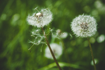 Dandelion seeds in the air