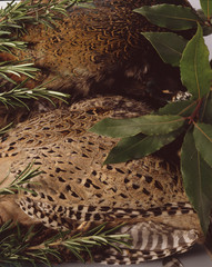 selvaggina