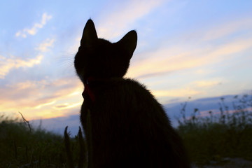 Silhouette Of Cat At Beautiful Sunset. Cute Cat On The Road,Sunset Background,Cat Looking. Stray Kitten Looking At Wonderful Sunset.World Animal Day, Rescue Animals Concept.Happy Kitten.
