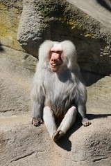 Baboon Boss – Hagenbeck – Germany  