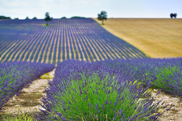 Provence scenery, France