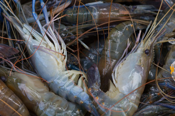 Fish and seafood at a market in Thailand