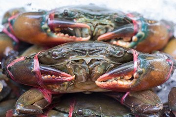 Fish and seafood at a market in Thailand