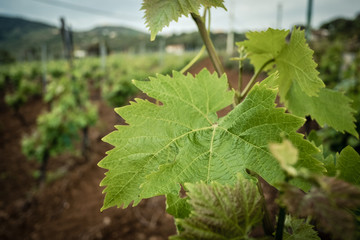 Vineyard. Close-up of vine leaves. Vine cultivation. Sicily, Italy