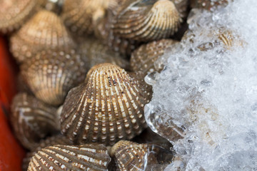 close up of Fresh raw blood cockles at a market in Thailand
