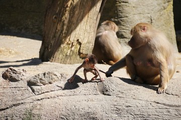 Baboon Mother with her Baby – Hagenbeck – Germany  