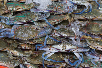Fish and seafood at a market in Thailand