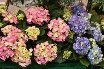 Fototapeta premium Hydrangea in the pot. Flower garden. Care for growth.