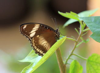 Бабочка Hypolimnus Bolina 