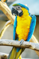 Blue and Gold Macaw