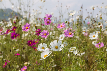 Obraz na płótnie Canvas A field of wild Cosmos flowers with mixed colors of pink, purple and white.