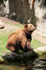 Obraz na płótnie Canvas Brown bear is sitting in the Sun - Hagenbeck – Germany 