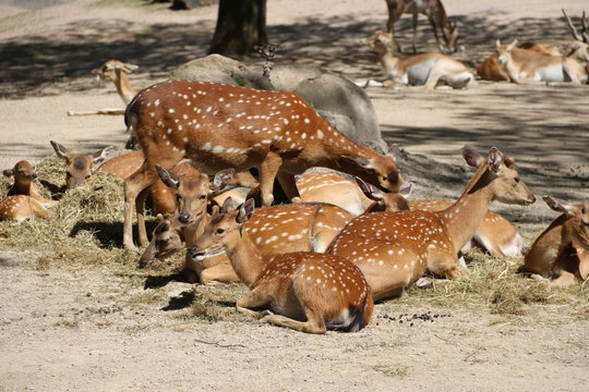 Fototapeta Herd of Deer – Hagenbeck - Germany 