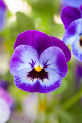 beautiful pansy summer flowers in garden