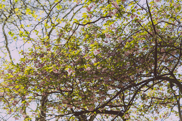 summery tree branches in city park