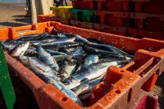 Fischfang, Kiste mit Heringen