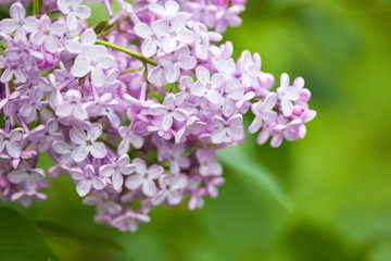 beautiful lilac flowers in garden