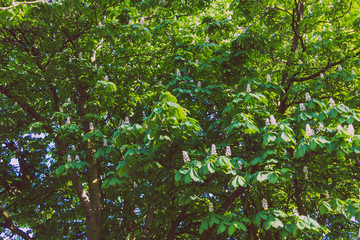 horse chestnut trees with blossoms in city park