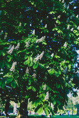 horse chestnut trees with blossoms in city park