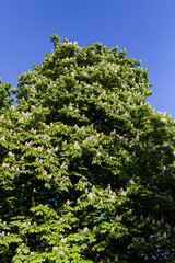 horse chestnut trees with blossoms in city park