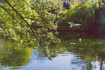 tree branches with reflection on the water in city park