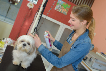 Dog groomer using aerosol spray