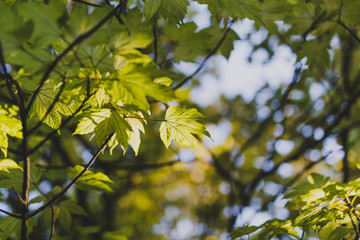 branches of maple trees with pale green and yellow tone