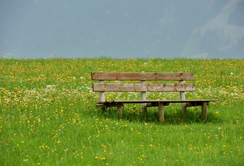 A place to relax. Wildflowers. Rural landscape. Green grass.