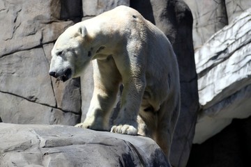 White Polar Bear on the Rock - Hagenbeck &ndash; Germany 