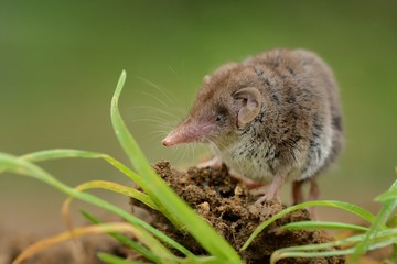 Lesser white-toothed Shrew (Crocidura suaveolens) on loam. Little insect-eating mammal with brown...