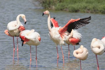 Flamingos in a pond in the south of France