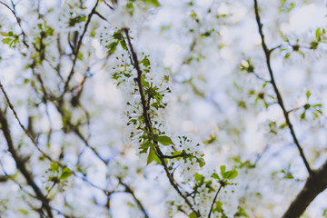 white hawthorn blossoms on tree branches in city park